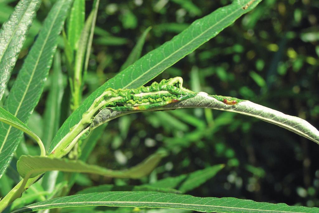 Drepanopeziza sphaerioides - - - - Rhytisma