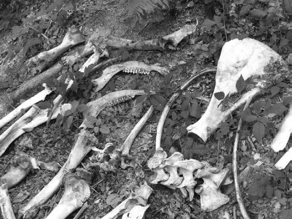 Stanisław Kaczor i Kajetan Perzanowski 99 W dwunastu przypadkach, ze względu na stan odnalezionych szczątków niemożliwe było ustalenie przyczyny zgonu, a także często także płci czy wieku zwierzęcia.