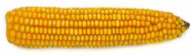 FAO 0 SY rotango Rejestracja: Polska 0 Hodowla: Syngenta y na najwyższych obrotach ZDROWOTNOŚĆ lider