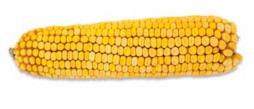 FAO 0 DKC Rejestracja: Polska 0 Hodowla: Monsanto Niedościgniona w plonowaniu i dosychaniu ZDROWOTNOŚĆ wysokie i stabilne