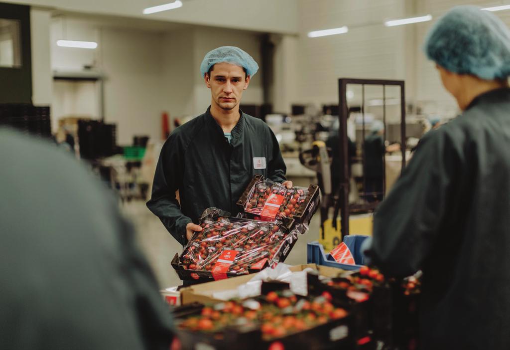 HONINGTOMATEN WNA WIECZORNEJ ZMIANIE RADEK GIL Jak zapewne wiecie, za proces pakowania pomidorów w Looye jest odpowiedzialna bardzo duża grupa osób, która składa się między innymi ze zmiany dziennej
