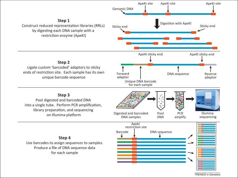 Sewencjonowanie populacji mapującej Fragmentacja DNA (sonifikacja) Przyłączenie