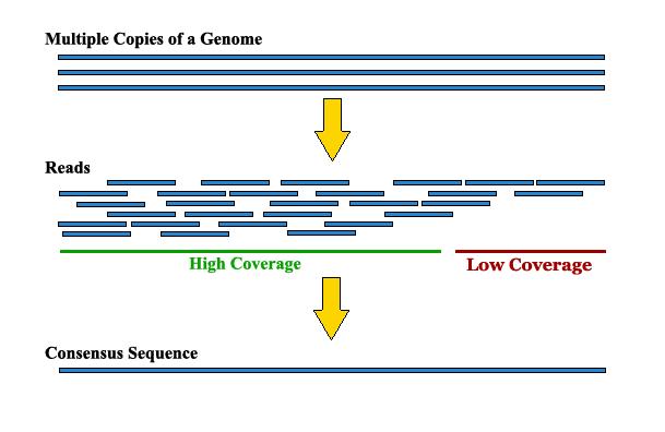Genotypowanie populacji mapującej Genom rzepaku skim based Odczyty z
