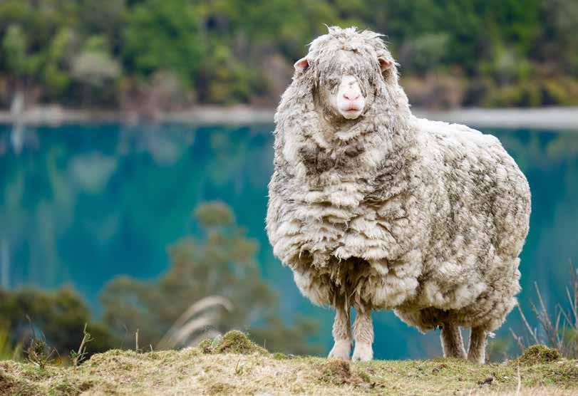 Wełna jest naprawdę świetna Wool is really cool Dlaczego dywan wełniany? Why a wool rug? WIZERUNEK Dywany wełniane, to najszlachetniejszy rodzaj dywanów obok dywanów z naturalnego jedwabiu.