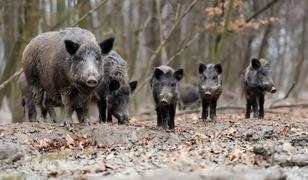 Zestawienia z wykonania odstrzału sanitarnego dzików będą przekazywane do GIW co 2 tygodnie Po zakończeniu roku gospodarczego w łowiectwie (kwiecień), będzie można dokonać