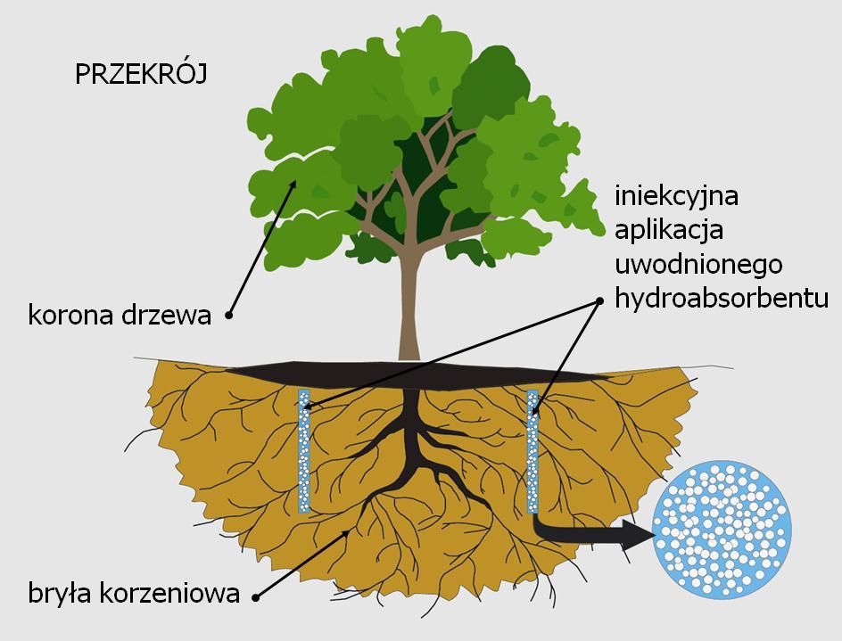 IV. Hydrogelowa iniekcja doglebowa Rozwiązanie: Innowacyjna metoda ratowania dorosłych drzew polega na wtłoczeniu pod odpowiednim ciśnieniem