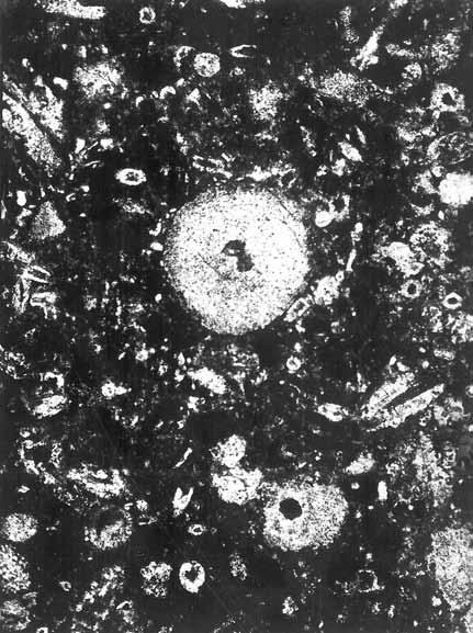 1973) A kontakt wapienia intrasparytowego z niewielkim udziałem peloidów i wapienia sparytowego silnie mułowcowego, głęb.