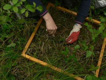 2. Produkcja pierwotna nadziemna: runo W terenie: pomiar biomasy nadziemnej runa metodą żniwną W