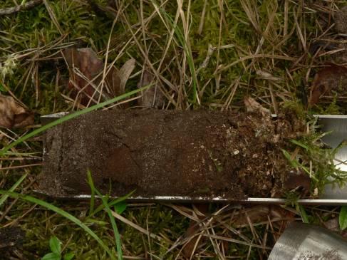 próbek gleby; w laboratorium: podstawowe analizy