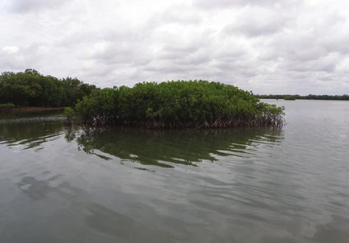 Przykładem tych zalez ności jest ekosystem Muthurajawela Marsh i Negombo Lagoon na Sri Lance.