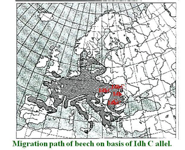 Estimation of genetic differentiation of beech in Poland on the basis of isoenzyme analysis There is slight decrease of genetic variation of beech populations towards the north of Poland, which can