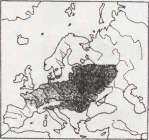 graeca) Żaba hiszpańska