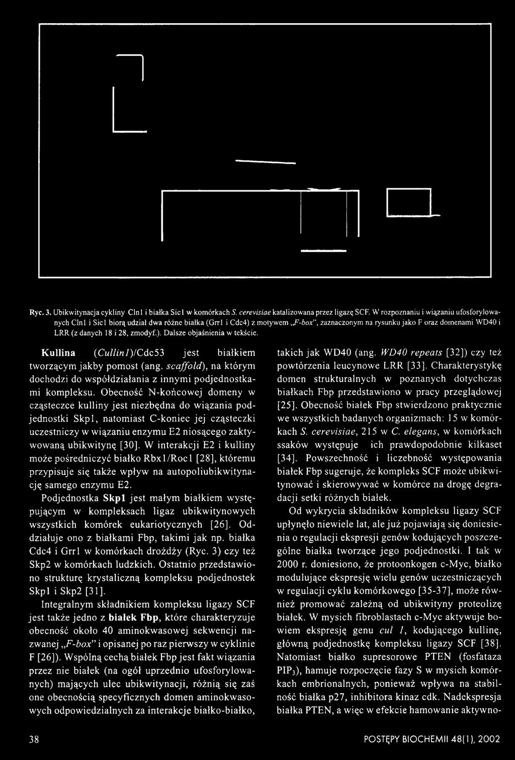 K ullina (C ullinj)/c dc53 jest białkiem tworzącym jakby pomost (ang. scaffold), na którym dochodzi do współdziałania z innymi podjednostkami kompleksu.