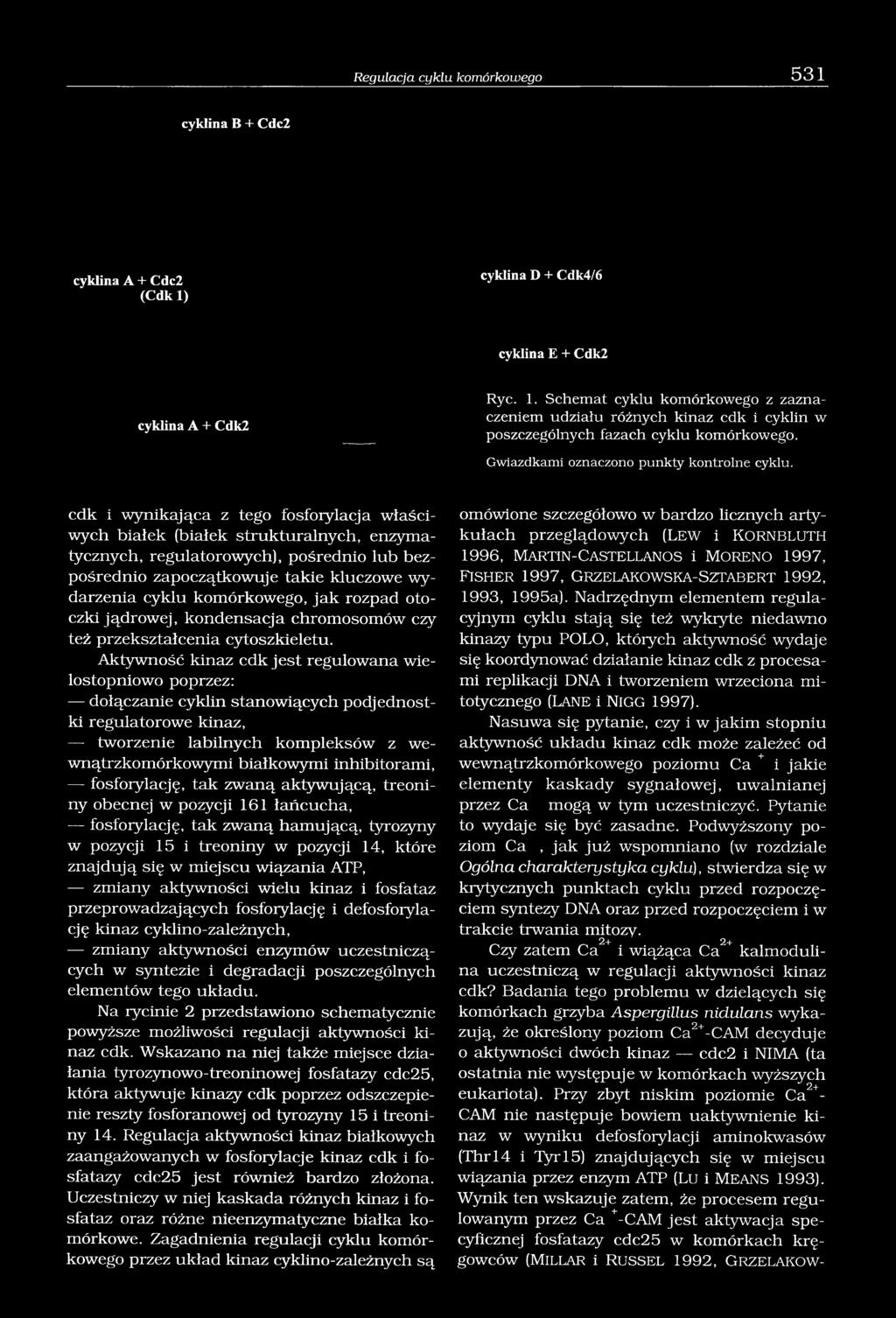 Nadrzędnym elementem regulacyjnym cyklu stają się też wykryte niedawno kinazy typu POLO, których aktywność wydaje się koordynować działanie kinaz cdk z procesami replikacji DNA i tworzeniem wrzeciona