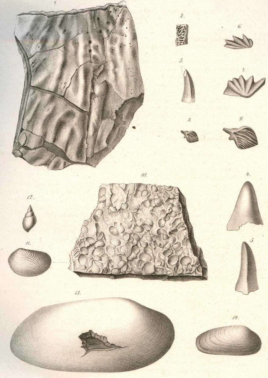 Mastodonsaurus i nieoznacz. fragment, Lisów Termatosaurus Albertii, Czarny Las k.