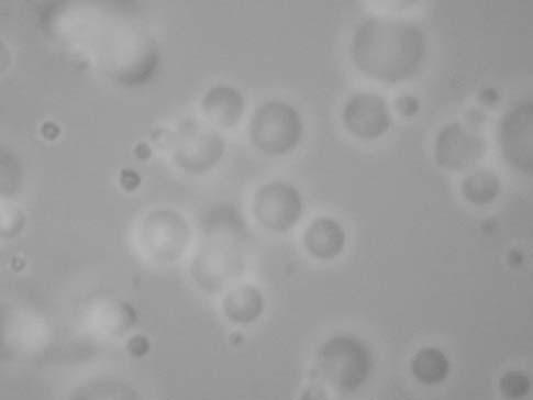 W celu określenia stopnia krystaliczności powłoki, dyfraktogram dla powłoki poddano dalszej obróbce numerycznej polegającej na: wygładzeniu, obcięciu tła, rozdzieleniu pików pochodzących od faz