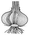 Wzór nanoszenia poprawek Przykładowe zadanie: Nauka zajmująca się budową i funkcją tkanek to a/ fizjologia. b/ histologia. c/ anatomia. d/ cytologia. Życzymy Ci powodzenia!