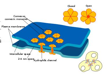 Glicyna Neurotransmiter jest uwalniany do przestrzeni synaptycznej zazwyczaj w niewielkim nadmiarze i działają w szczelinie synaptycznej jedynie przez określony czas.