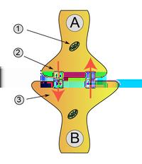 Prozac (fluoksetyna), które hamują zwrotną endocytozę serotoniny, zwiększając jej miejscowe stężenie a tym samym poprawiając nastrój i działając antydepresyjnie.