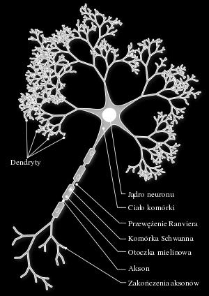 gałęzie: jedna do ośrodkowego układu nerwowego, a druga do receptorów czuciowych neurony ruchowe (eferentne, odśrodkowe) biegnące od ośrodka do efektora; posiadają duże ciało neuronu (w celu