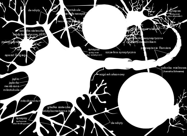 komunikację jednego neuronu z innymi. Wyróżnia się dwa rodzaje wypustek nerwowych:dendryty (komórka może mieć ich wiele) i akson (może być tylko jeden).
