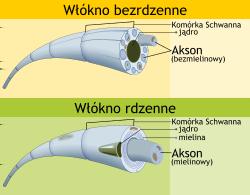 średnica na całej długości jest jednakowa i wynosi od 1 do 20 mikrometrów. Z tego powodu narażony jest na uszkodzenia mechaniczne.