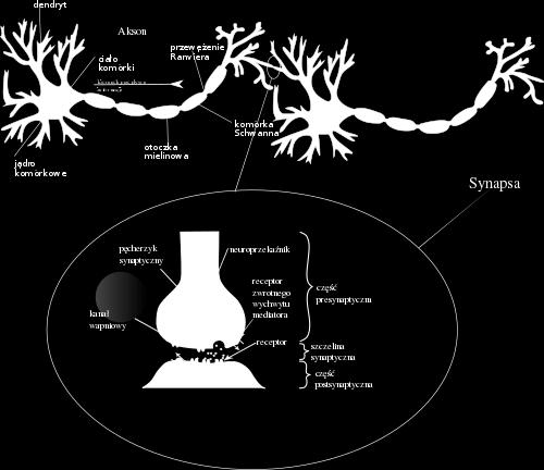 acetylocholina, noradrenalina) oraz za złożone odczucia, stany emocjonalne i nastroje (np. serotonina, dopamina).