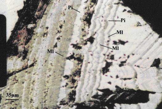 Fig. 80. Fotomikrografia w świetle odbitym faz mineralnych w odpadzie flotacyjnym, preparat 19a. Wydzielenia zonalnego pirytu (Pi; żółty) oraz melnikowitu (M; szarożółtawy).