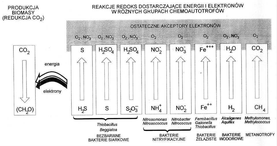 Metabolizm