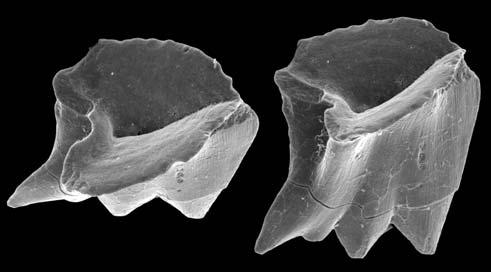 Przegl¹d Geologiczny, vol. 5, nr, 2009 dontów i otwornic jednoznacznie okreœla wiek wapieni z Siwej Wody i wapieni mojtiñskich jako retyk (GaŸdzicki 94, 9, 93; GaŸdzicki i in., 99).