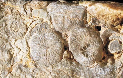 ), w wapieniach stwierdzono zespo³y dobrze zachowanych korali, zawieraj¹ce m.in.: Phacelostylophyllum robustum, Chondrocoenia schafhaeutli, Retiophyllia paraclathrata (zidentyfikowane przez E.