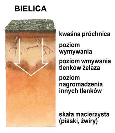 Bielice Gleba bielicowa ma kilkucentymetrową warstwę próchniczną, która przechodzi w poziom wymywania o jasnoszarej barwie.
