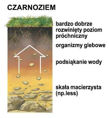 Czarnoziemy i czarne ziemie Czarnoziemy to gleby o duŝej warstwie próchnicznej. Powstają na terenach łąkowo - stepowych.