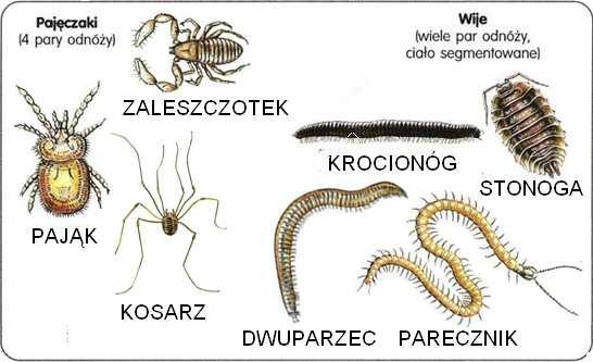 Żródło: K.