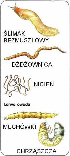 pokochaćprzyrodę, żeby ona