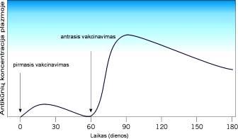 2002 m. IOLOGIJOS VLSTYINIO RNOS EGZMINO UŽUOTIS 2 klausimas. Grafikas vaizduoja, kaip žmogaus imuninė* sistema reaguoja į organizmo skiepijimą* (vakcinavimą).