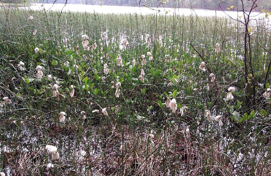 których przedstawicielami są: turzyca bagienna (Carex limosa), bagno zwyczajne (Ledum