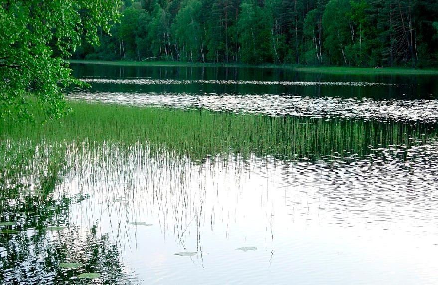 Torfowisko znajdujące się w południowej części jeziora,