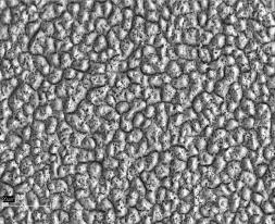 ε + γ fter 5 impulses; A zone of phses ε + γ, zone of internl nitriding ) b) 0 m 0 m c)