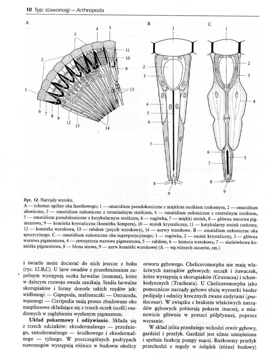 10 Typ: stawonogi Arthropoda A Rye. 12. Narzqdy wzroku.