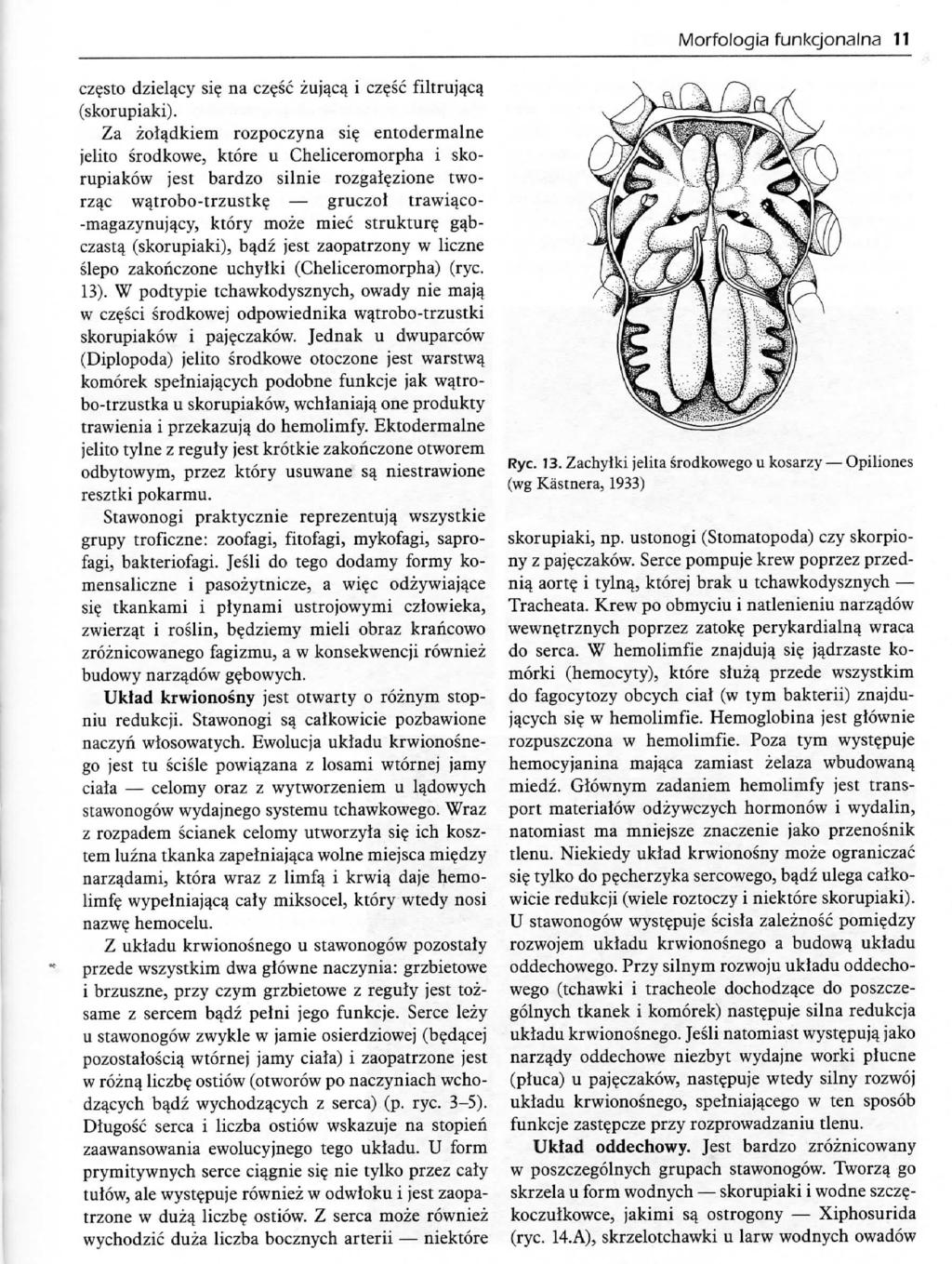 Morfologia funkcjonalna 11 cz?sto dzielajcy si? na cz^sc zujacq. i cze.sc filtrujacq (skorupiaki). Za zolqdkiem rozpoczyna si?