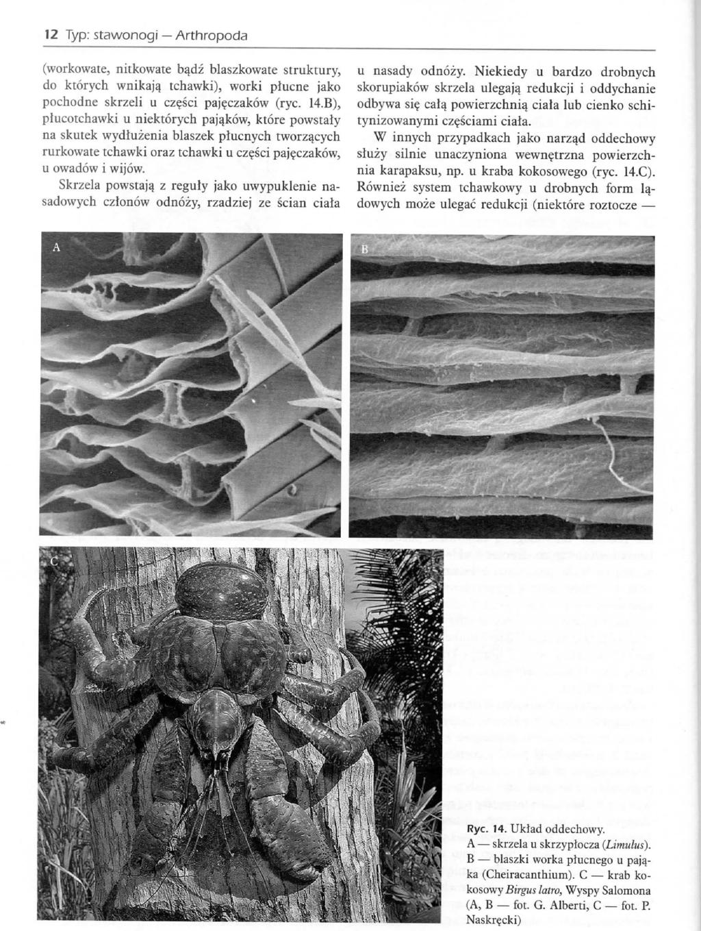 12 Typ: stawonogi Arthropoda (workowate, nitkowate ba_dz blaszkowate struktury, do ktorych wnikajq tchawki), worki plucne jako pochodne skrzeli u czesci pajeczakow (rye. 14.
