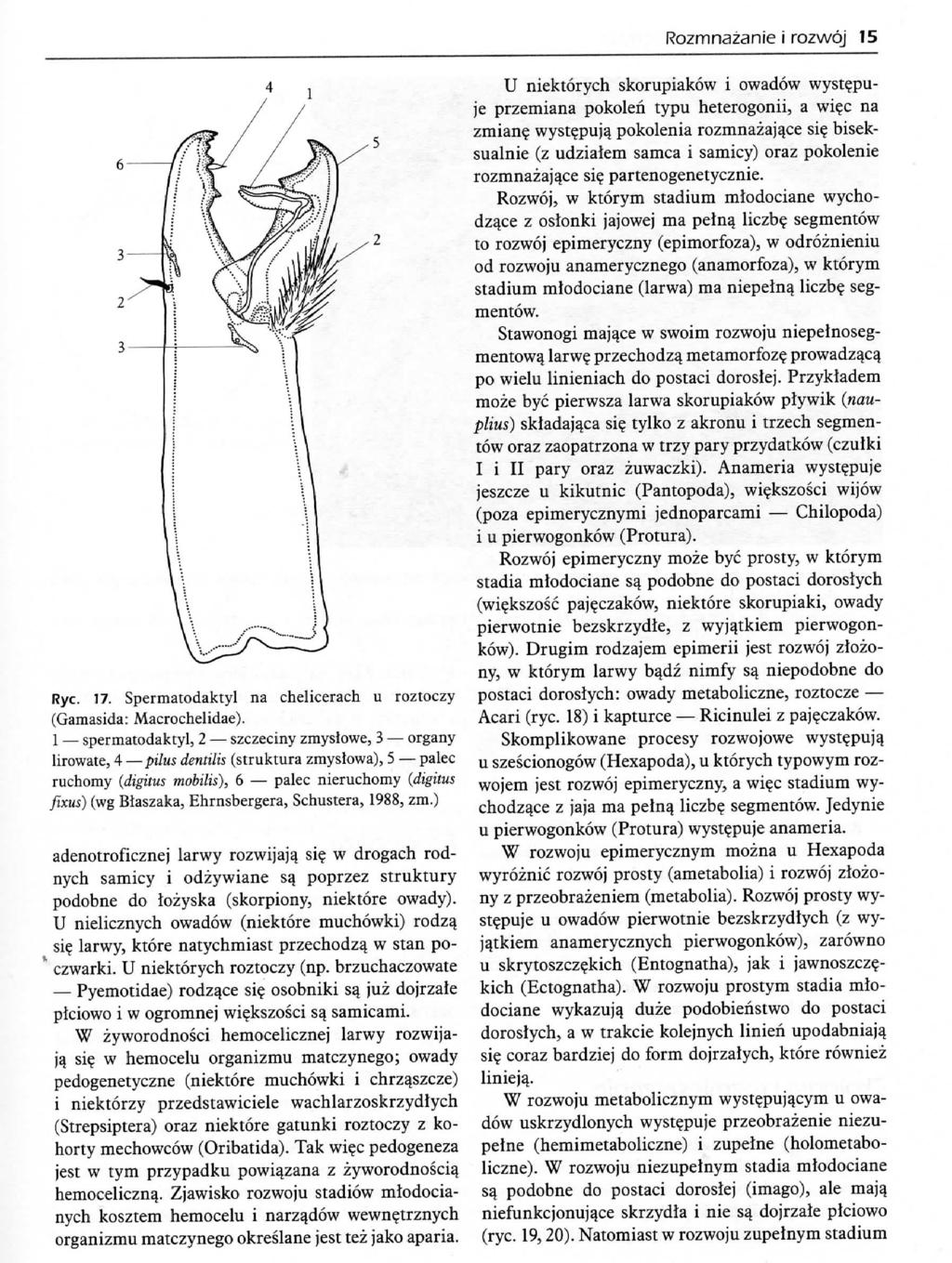 Rozmnazanie i rozwoj 15 Rye. 17. Spermatodaktyl na chelicerach u roztoczy (Gamasida: Macrochelidae). 1 sperinatodaktyl, 2 szczeclny zrayslowe.