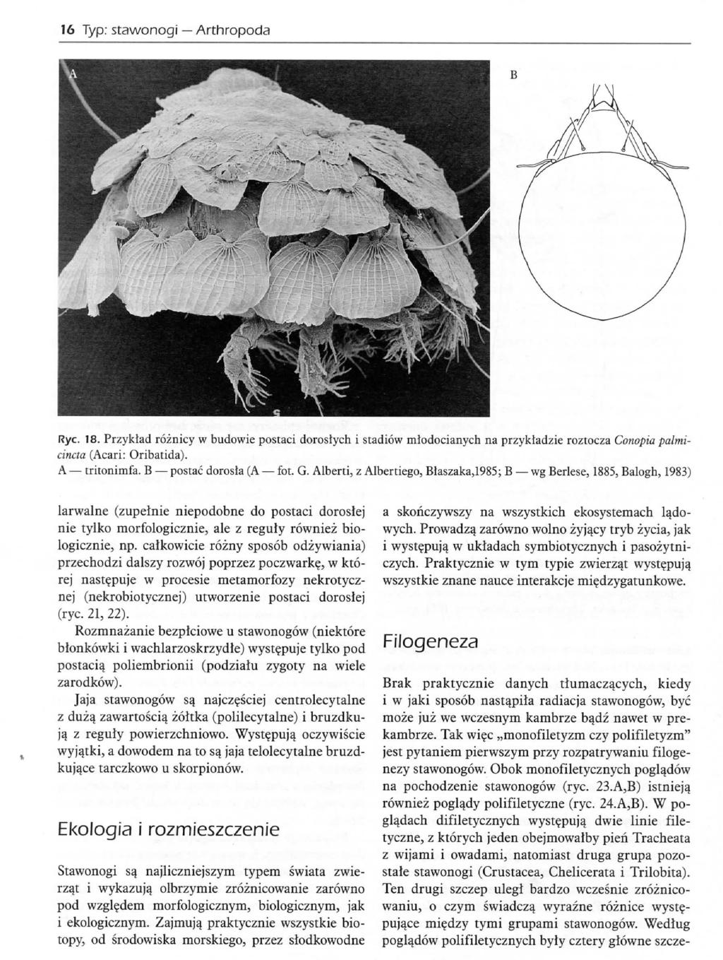 16 Typ: stawonogr Arthropoda Rye. 18. Przyklad roznicy w budowie postaci dorostych i stadiow mlodocianycii na przykladzie roztocza Conopia palmicinaa (Acari; Oribatida). A tritonimfa.