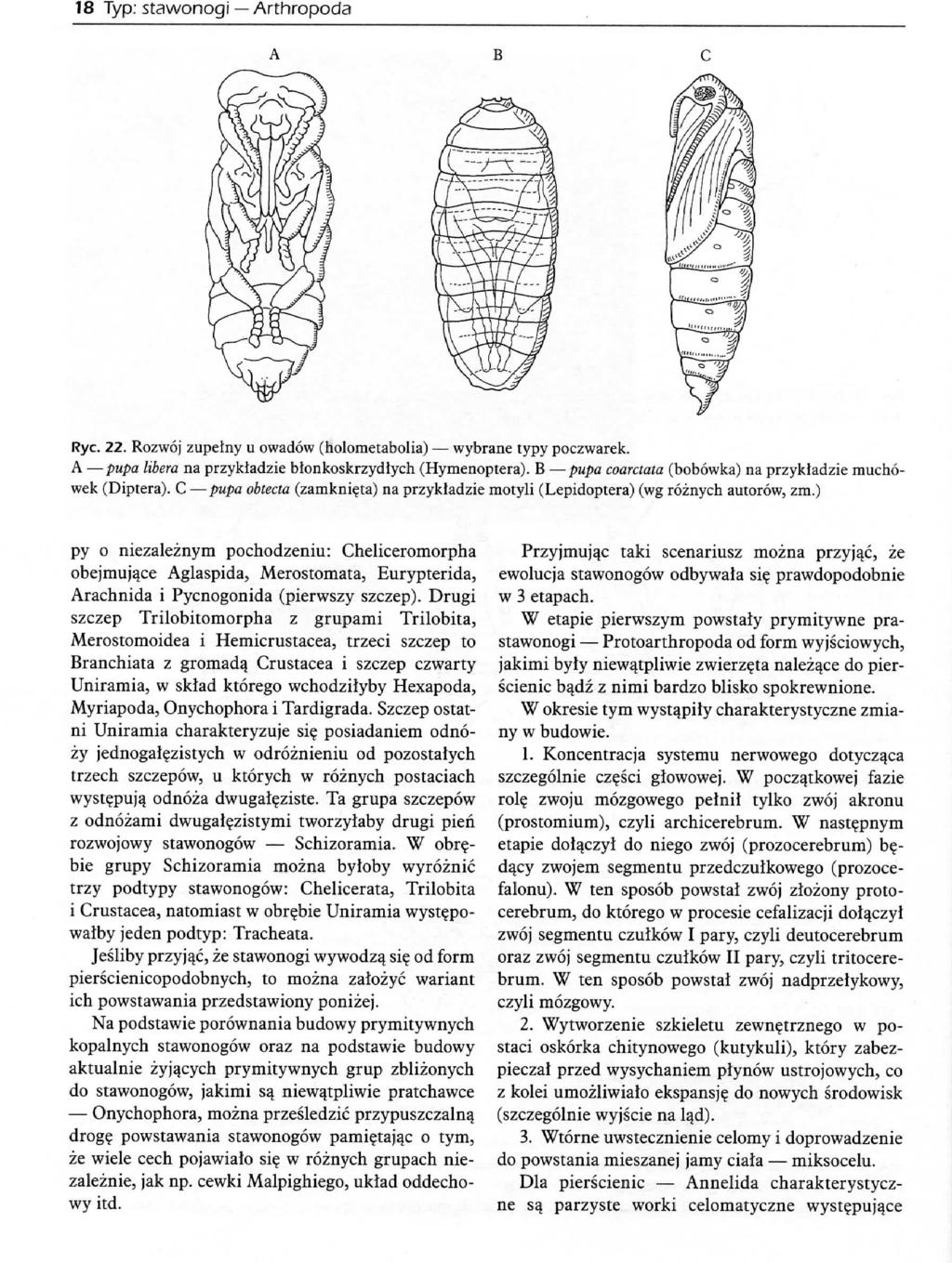 18 Typ: stawonogi Arthropoda Rye. 22. Rozwoj zupelny u owadow (holometabolia) wybrane typy poczwarek. A pupa Hbera na przykladzle bfonkoskrzydlych (Hymenoptera).