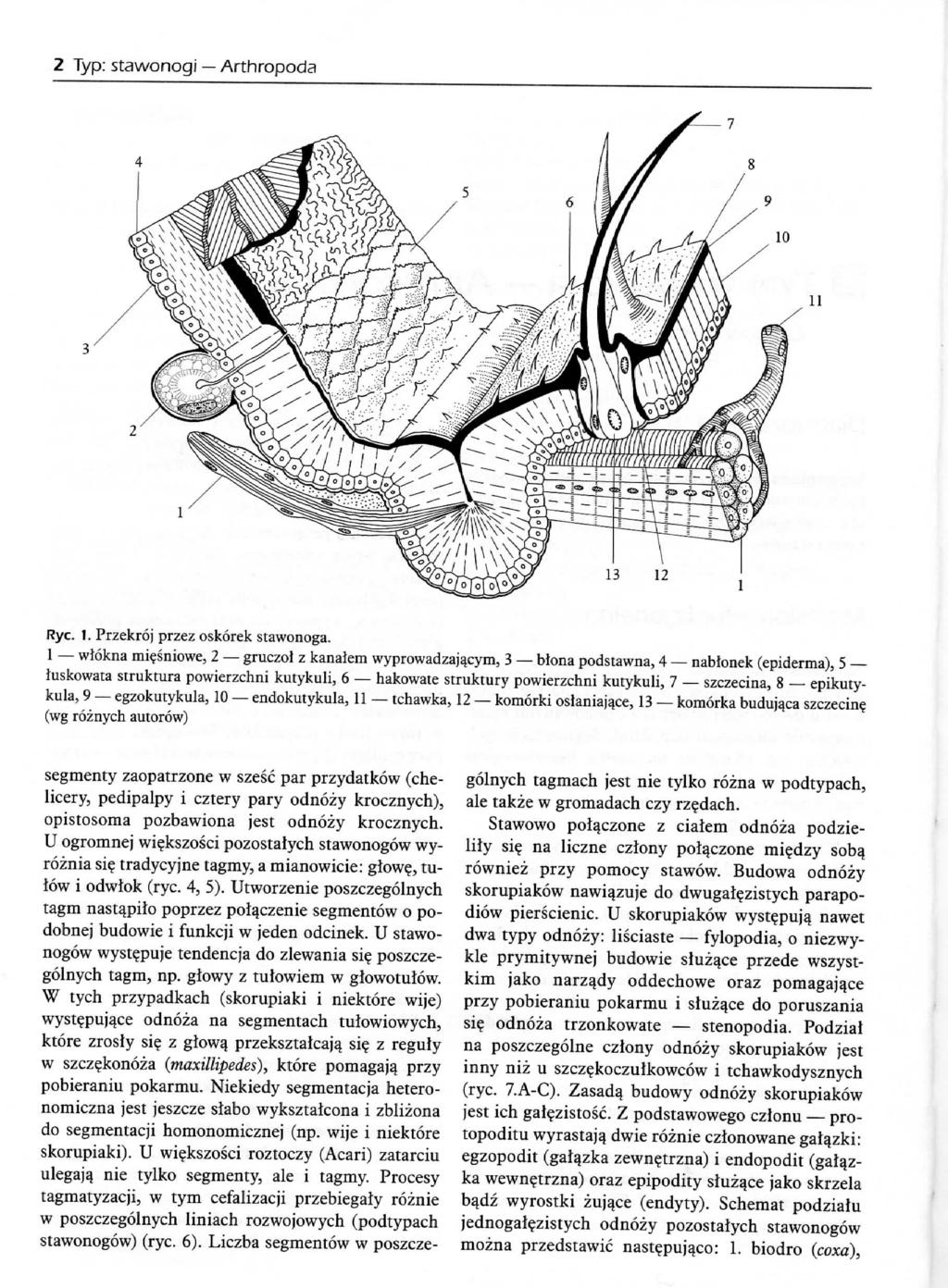 2 Typ: stawonogi Arthropoda Rye. 1. Przekroj przez oskorek stawonoga.