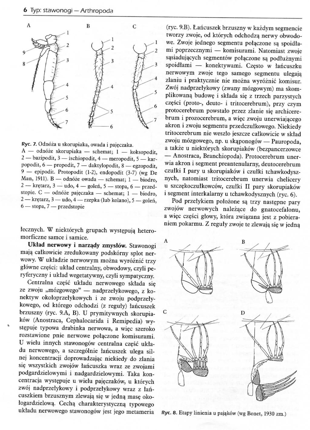 6 Typ: stawonogi Arthropods Rye. 7. Odnoza u skorupiaka, owada i paje_czaka.