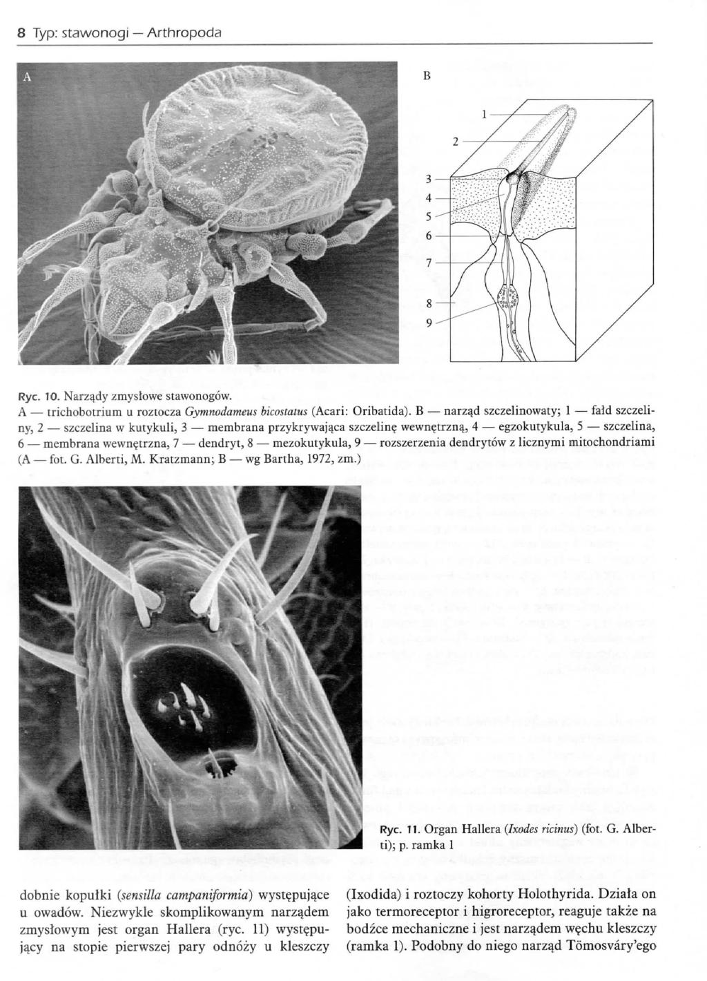 Typ: stawonogi Arthropoda 2 - Rye. TO. Narzady zmystowe stawonogow. A trichobotrium u roztocza Gymnodameus bicastatus (Acari: Oribatida).
