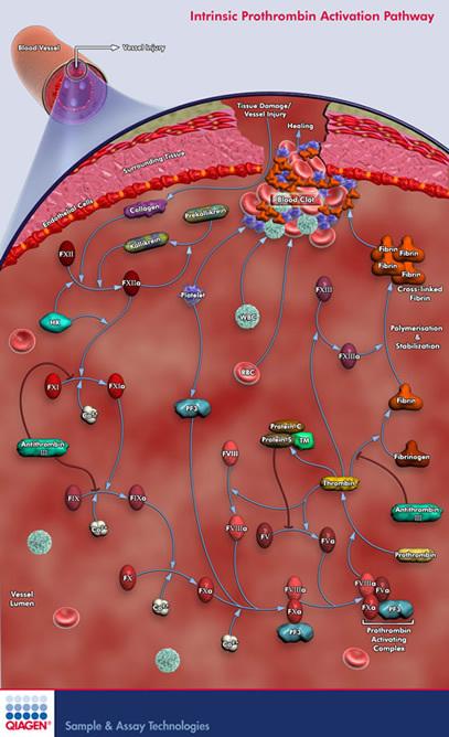Kaskada krzepnięcia krwi (http://www.corpshumain.ca/images/coagulation_cascade_mol.jpg) Natomiast np.