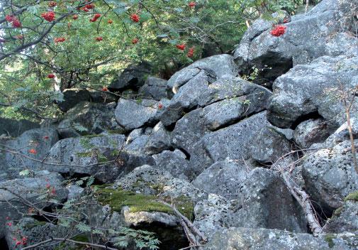 8150 Środkowoeuropejskie wyżynne piargi i gołoborza krzemianowe Fot. 1. Gołoborze granitowe (zbiorowisko Sorbus aucuparia-solidago virgaurea na południowych stokach Ślęży ( K. Świerkosz). I.